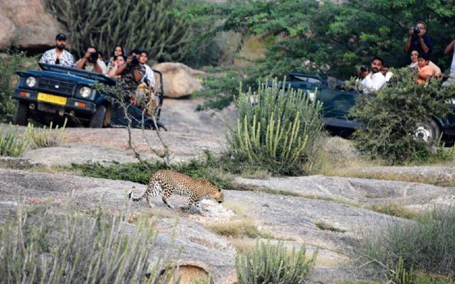 jawai leopard safari jawai bandh rajasthan
